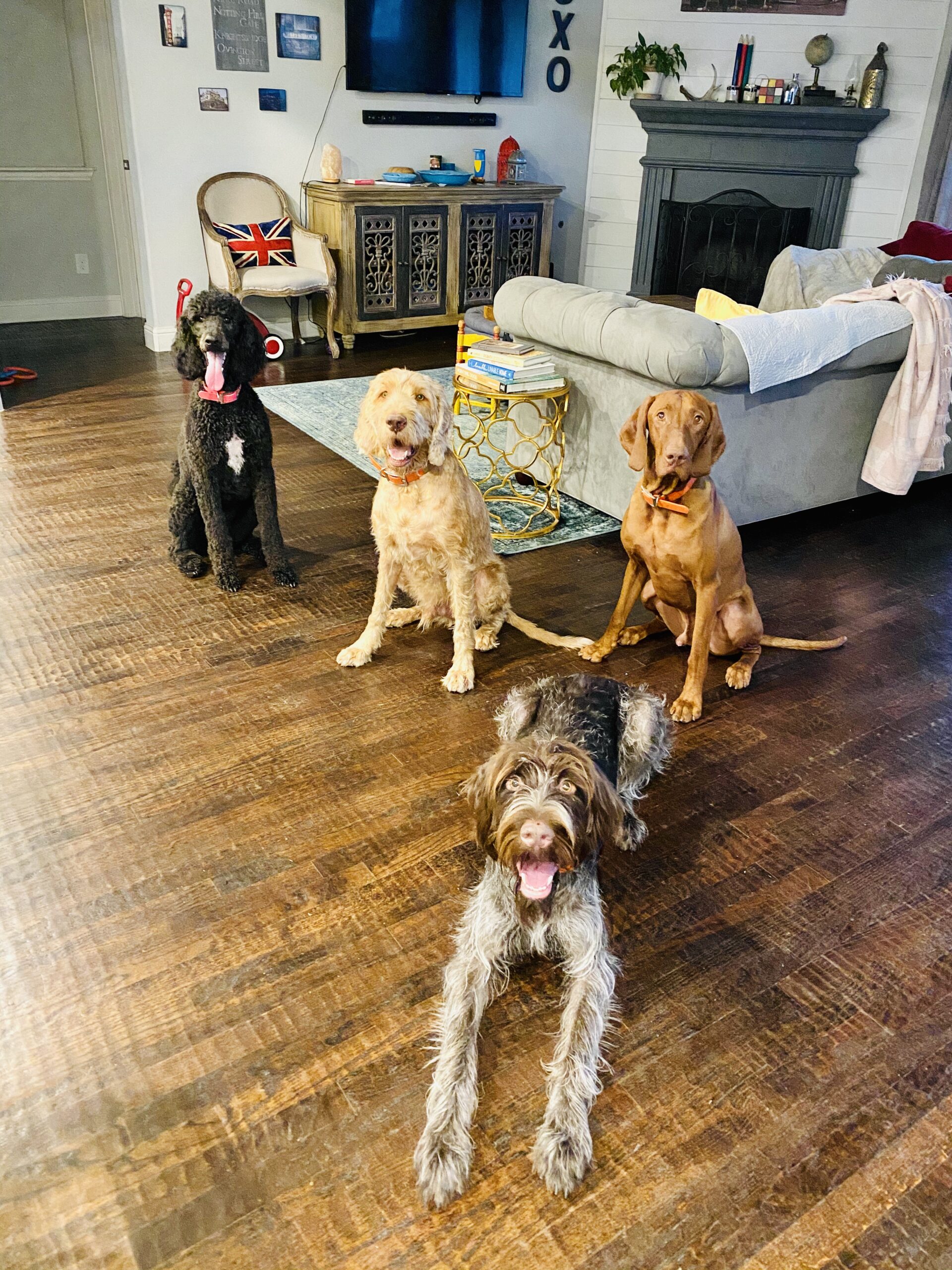 Obedience Board and Train