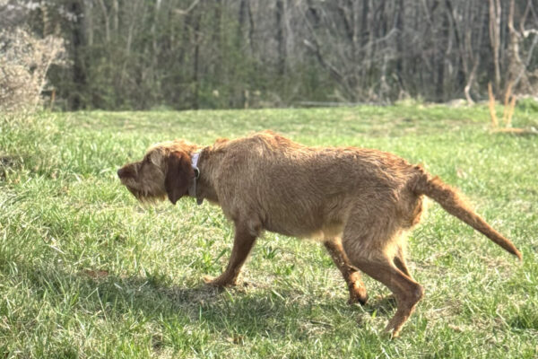 Bodza