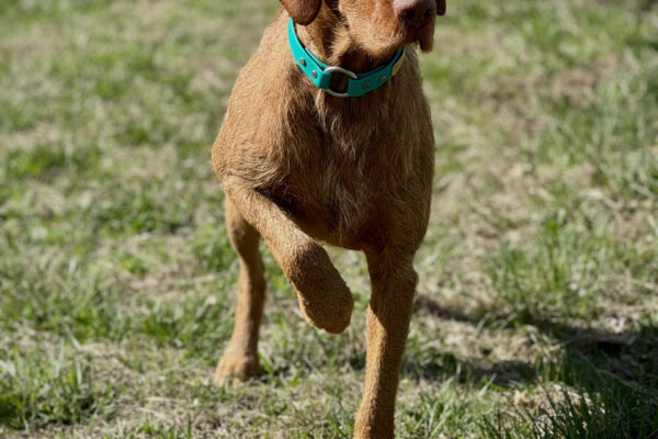 Aszú